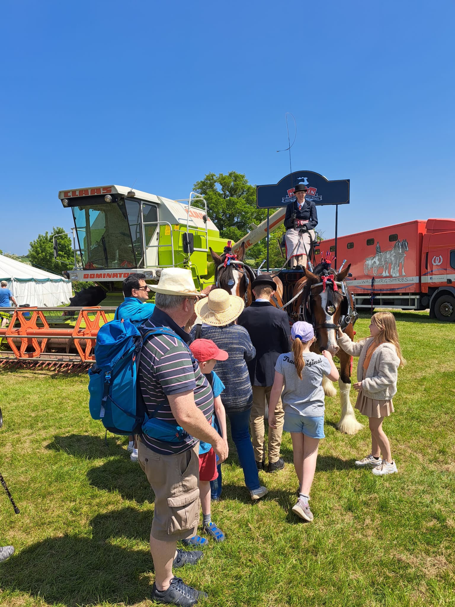 Shire horses at corporate event